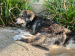 Help enzo weer op de pootjes 