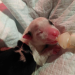Nood Katten en honden