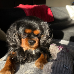 Zohra Van lent